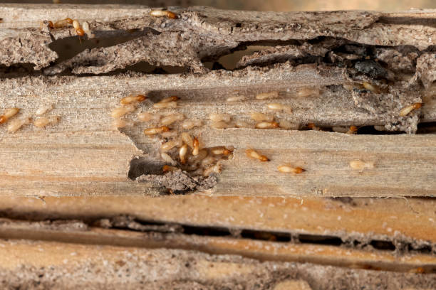 Abbeville, SC Pest Control Company